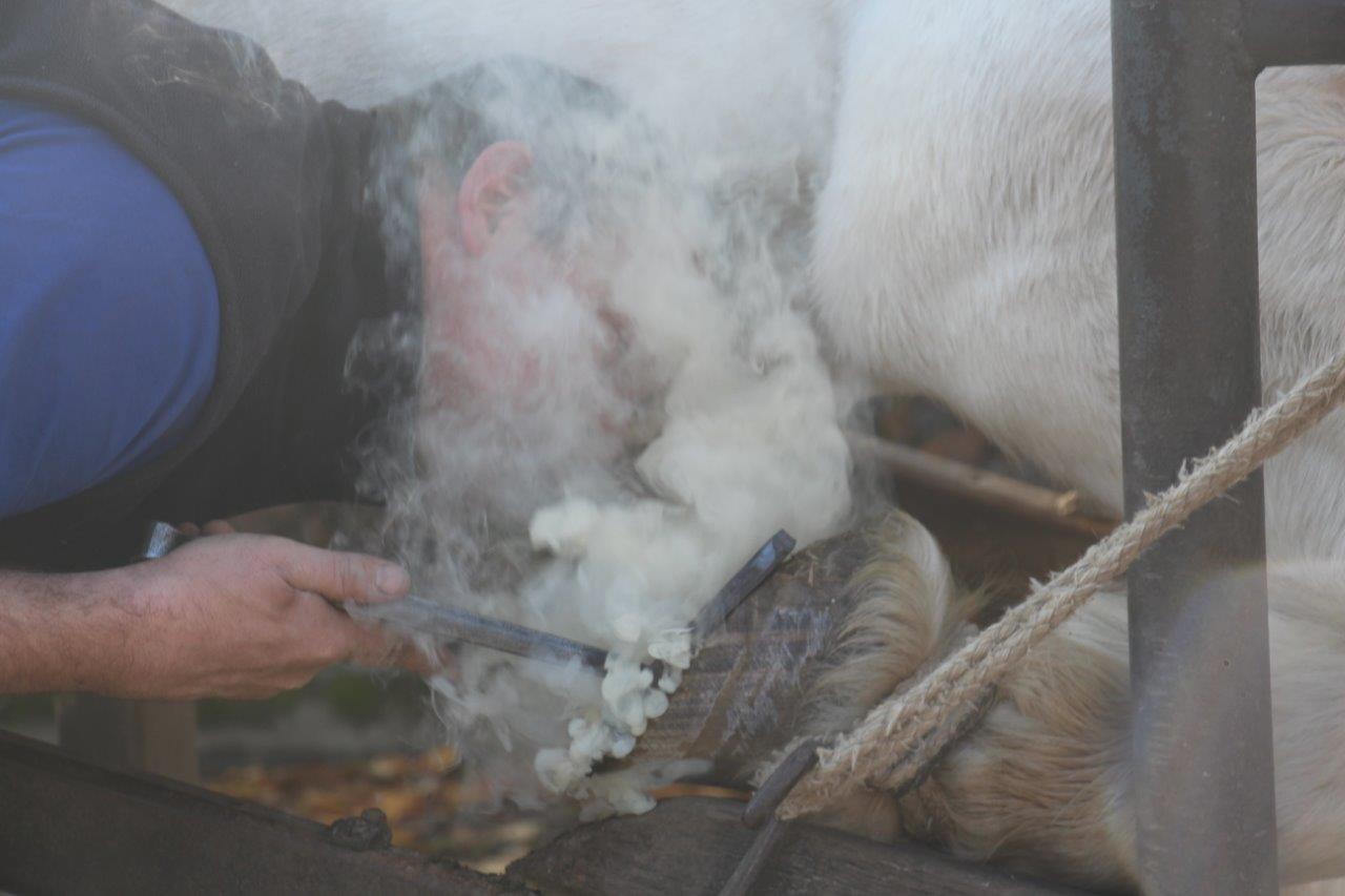 Foire aux Poulains (97)